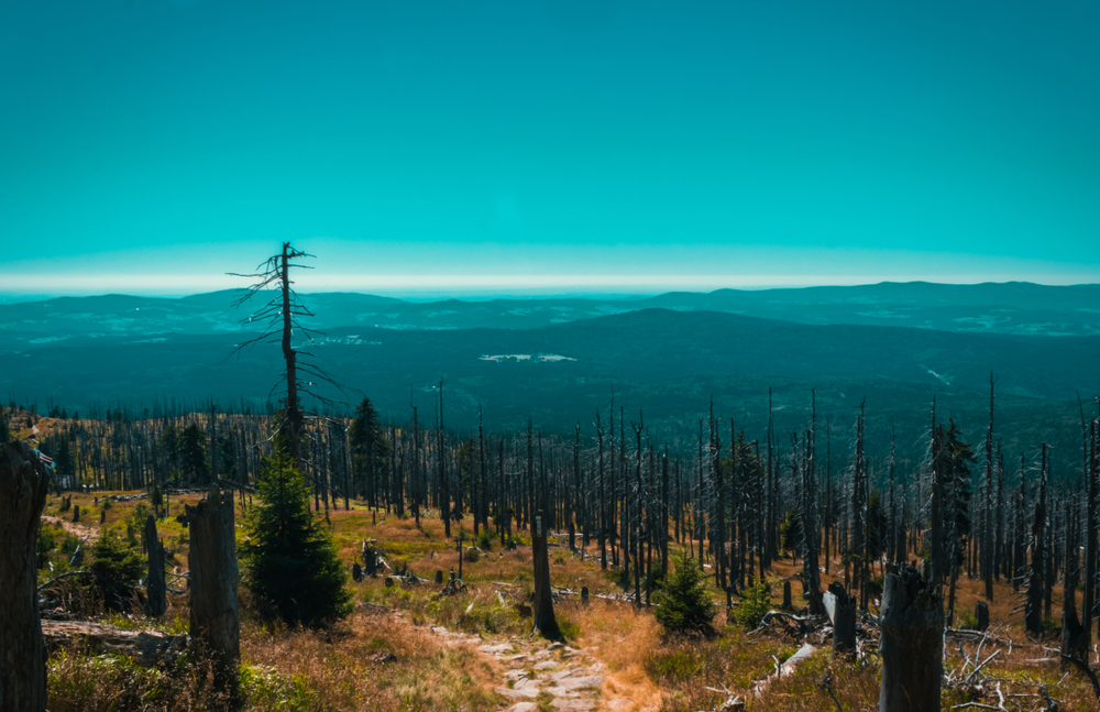 Bavarian Forest National Park Official Ganp Park Page 